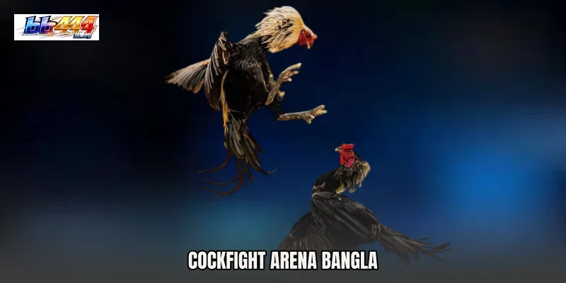 Cockfight Arena Bangla