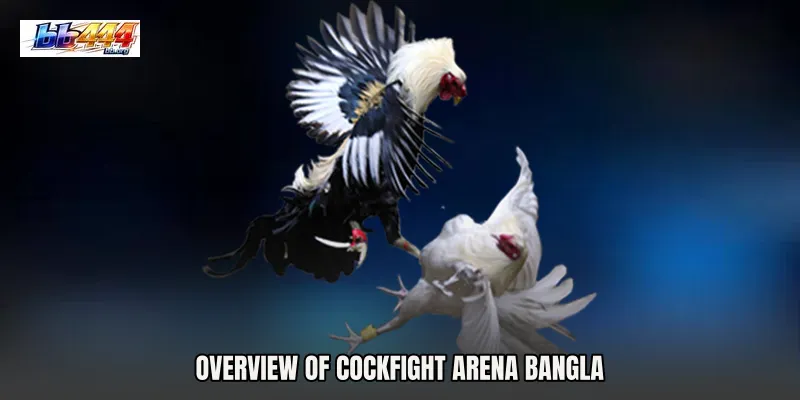 Overview of Cockfight Arena Bangla